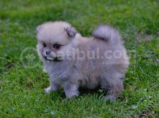Pomeranya Spitz'I Yavru Köpekler görsel