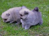 Pomeranya Spitz'I Yavru Köpekler