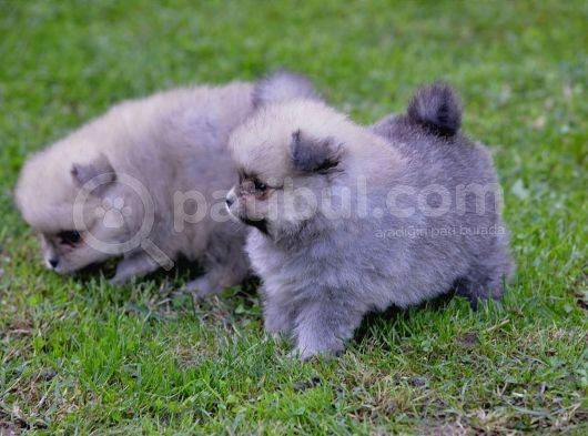 Pomeranya Spitz'I Yavru Köpekler görsel