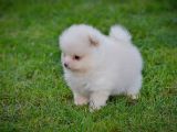 Pomeranya Spitz'I Yavru Köpekler
