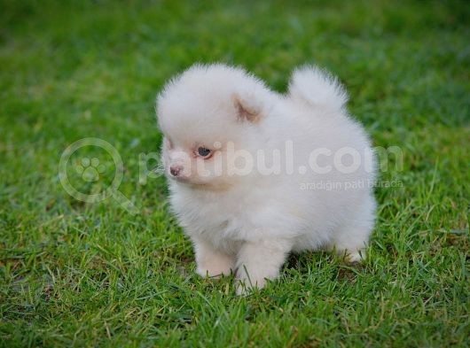 Pomeranya Spitz'I Yavru Köpekler görsel