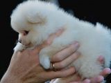 Pomeranya Spitz'I Yavru Köpekler