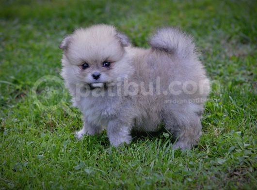 Pomeranya Spitz'I Yavru Köpekler görsel
