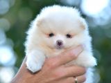 Pomeranya Spitz'I Yavru Köpekler