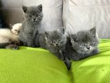 Safkan Irk Britihs Shorthair&Scottish Fold Bebekler (Sütten kesildiler)