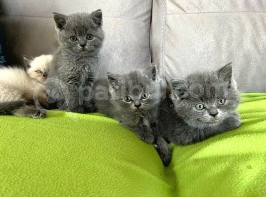 Safkan Irk Britihs Shorthair&Scottish Fold Bebekler (Sütten Kesildiler)