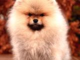 A Kalite Pomeranian Boo Yavru