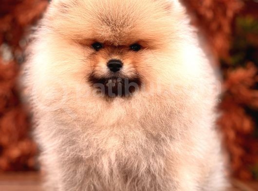 A Kalite Pomeranian Boo Yavru görsel