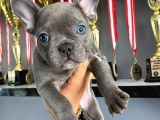 Üst Kali̇te Blue French Bulldog Yavrularii