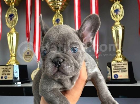 Üst Kali̇te Blue French Bulldog Yavrularii görsel