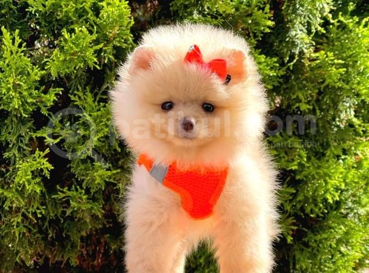 Pomerani̇an Boo Yavrularimiz Gelmi̇şti̇r görsel