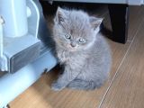 Safkan Irk Britihs Shorthair&Scottish Fold Bebekler (Sütten Kesildiler)