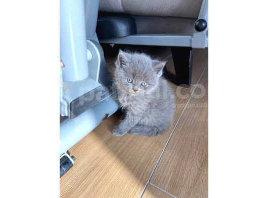 Safkan Irk Britihs Shorthair&Scottish Fold Bebekler (Sütten Kesildiler) görsel