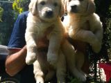 Golden Retriver Yavruları Mama Ve Malzeme Kampanyali