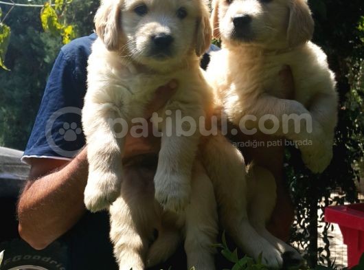 Golden Retriver Yavruları Mama Ve Malzeme Kampanyali görsel