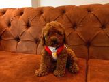 Gulen Surat Dunya Tatlisi Toy Poodle Bebeklerimiz