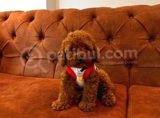 Gulen Surat Dunya Tatlisi Toy Poodle Bebeklerimiz