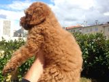 Red Toy Poodle Arayanlar Buraya