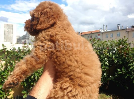 Red Toy Poodle Arayanlar Buraya görsel