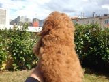 Red Toy Poodle Arayanlar Buraya