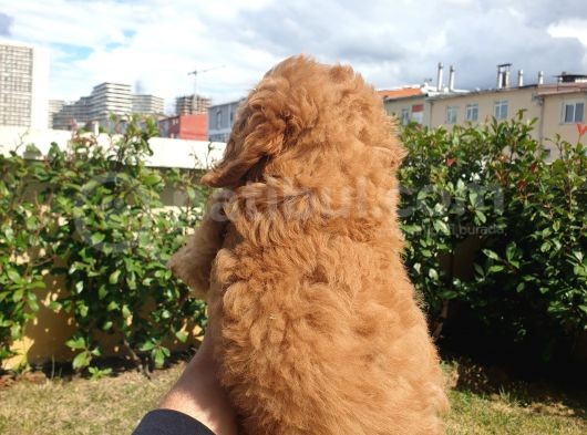 Red Toy Poodle Arayanlar Buraya görsel
