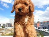 Red Toy Poodle Arayanlar Buraya