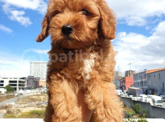 Red Toy Poodle Arayanlar Buraya görsel
