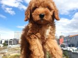Red Toy Poodle Arayanlar Buraya