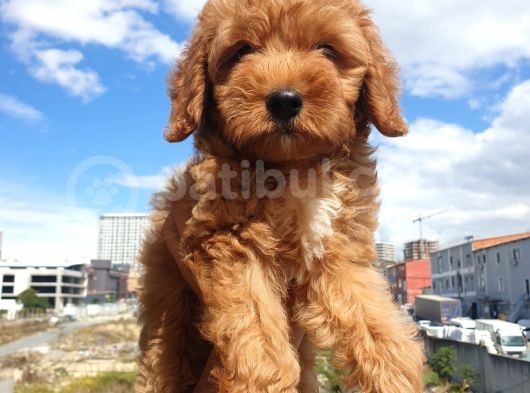 Red Toy Poodle Arayanlar Buraya görsel