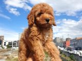 Red Toy Poodle Arayanlar Buraya