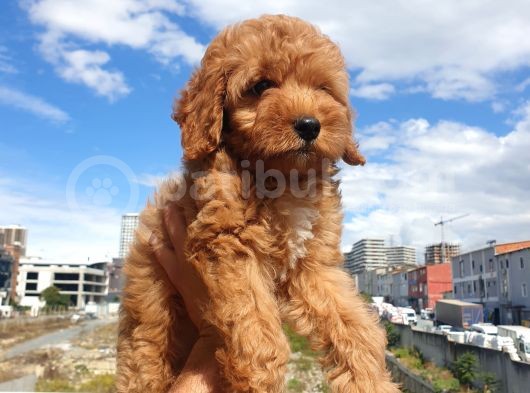 Red Toy Poodle Arayanlar Buraya görsel