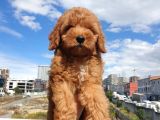 Red Toy Poodle Arayanlar Buraya