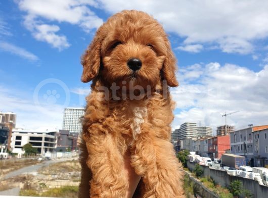 Red Toy Poodle Arayanlar Buraya görsel