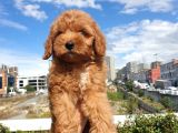 Red Toy Poodle Arayanlar Buraya