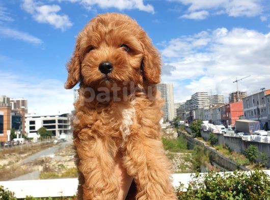 Red Toy Poodle Arayanlar Buraya görsel