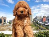 Red Toy Poodle Arayanlar Buraya