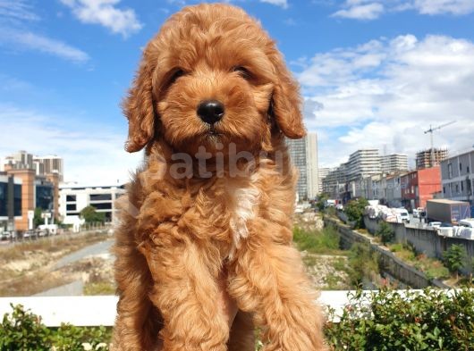 Red Toy Poodle Arayanlar Buraya görsel