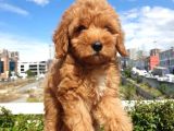 Red Toy Poodle Arayanlar Buraya