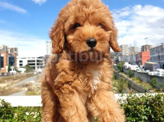 Red Toy Poodle Arayanlar Buraya görsel