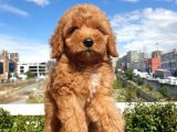RED TOY POODLE ARAYANLAR BURAYA