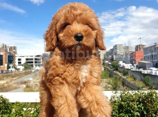 Red Toy Poodle Arayanlar Buraya