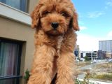 Saglik Ve Irk Garanti̇li̇ Red Toy Poodle Yavrularimiz