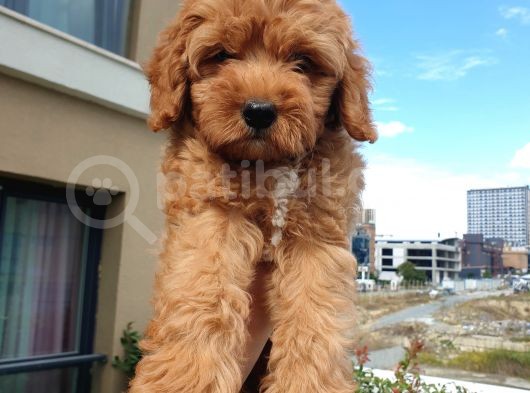 Saglik Ve Irk Garanti̇li̇ Red Toy Poodle Yavrularimiz görsel