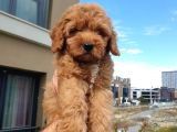 Saglik Ve Irk Garanti̇li̇ Red Toy Poodle Yavrularimiz
