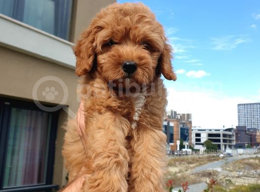 Saglik Ve Irk Garanti̇li̇ Red Toy Poodle Yavrularimiz görsel