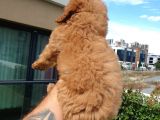 SAGLIK VE IRK GARANTİLİ RED TOY POODLE YAVRULARIMIZ