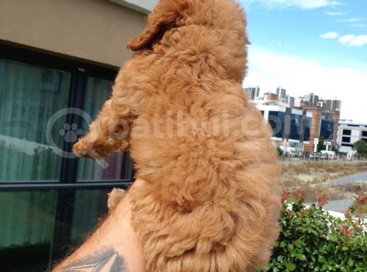 Saglik Ve Irk Garanti̇li̇ Red Toy Poodle Yavrularimiz