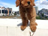 Saglik Ve Irk Garanti̇li̇ Red Brown Toy Poodle Yavrularimiz