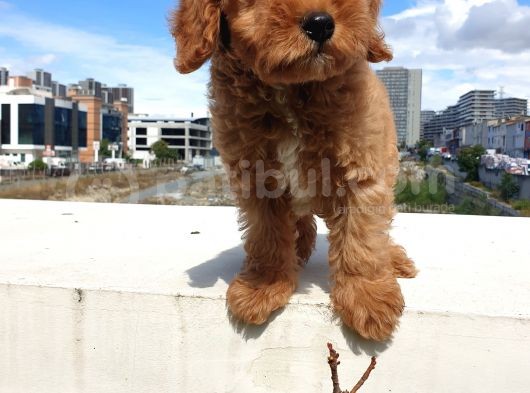 Saglik Ve Irk Garanti̇li̇ Red Brown Toy Poodle Yavrularimiz görsel