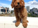 Saglik Ve Irk Garanti̇li̇ Red Brown Toy Poodle Yavrularimiz